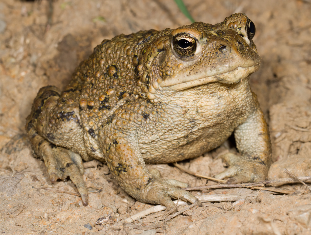 калифорнийская жаба