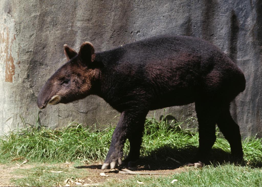 tapir is coming