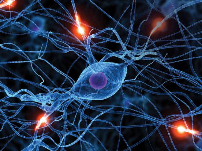 нейроны в мозгу