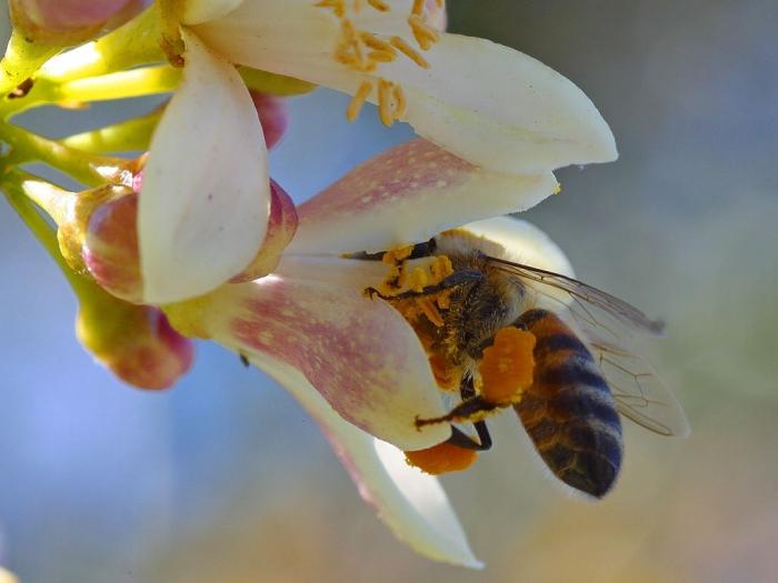 beneficial properties of pollen