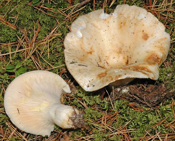 грибы грузди полезные свойства