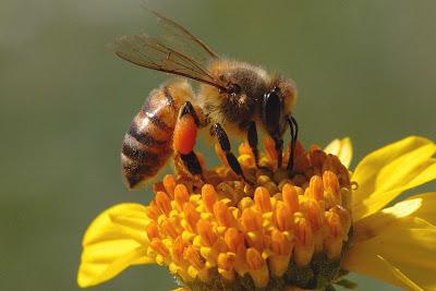 bee bread