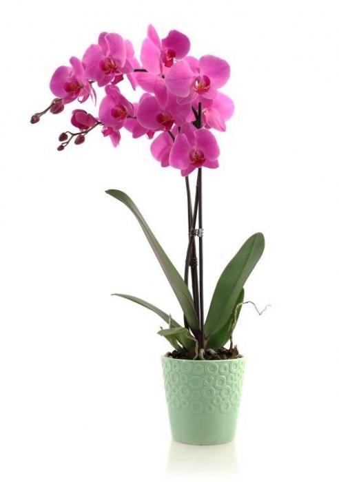 орхидея вредители