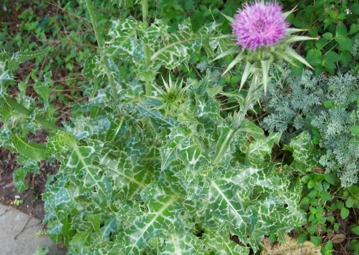 milk thistle reviews