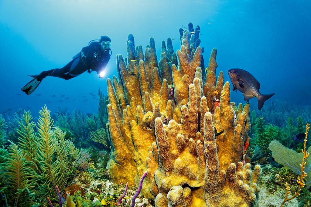 the underwater world off the coast of Cuba