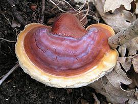 reishi mushroom reviews