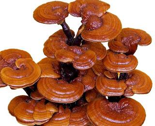 reishi mushroom extract