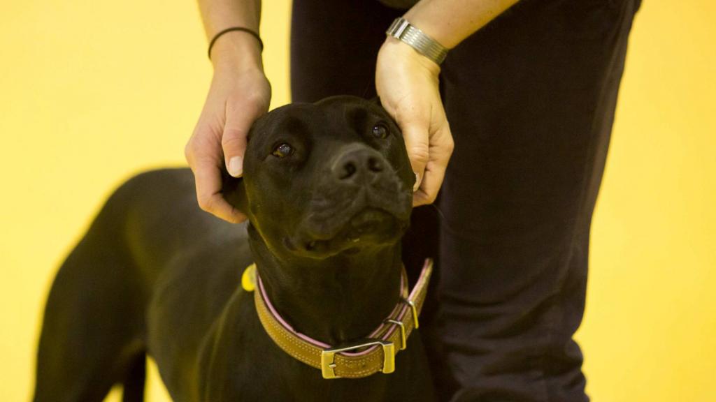 the owner massages his pet's ears