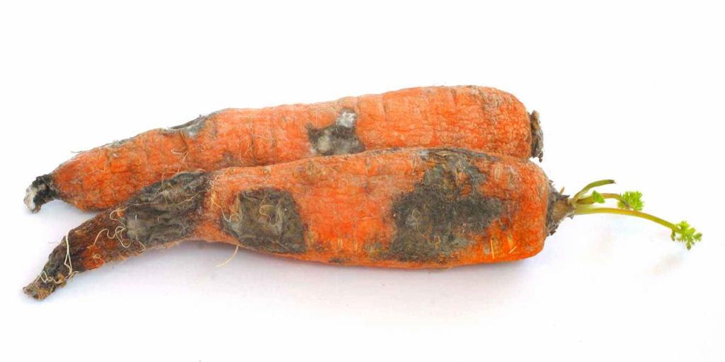 гнилая морковь