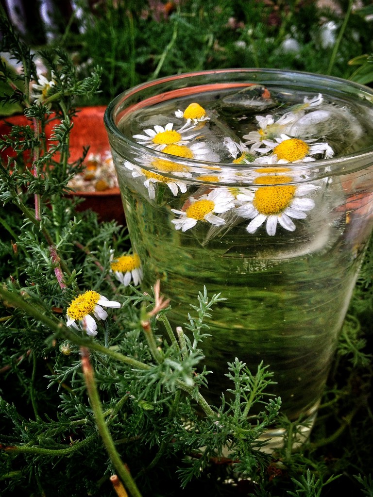 цветы ромашки в стакане с водой