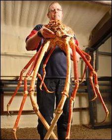 giant japanese crab