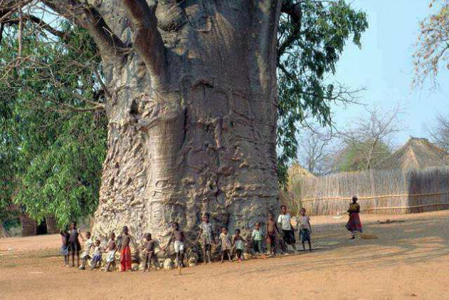 centenarians among trees