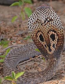 Очковая змея фото