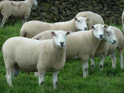 бизнес план овцеводства