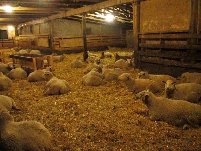 разведение овец и баранов бизнес план