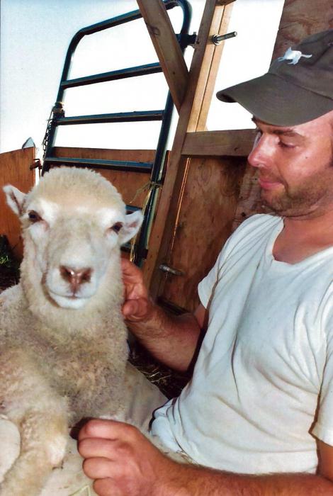 овцеводство прибыльный бизнес
