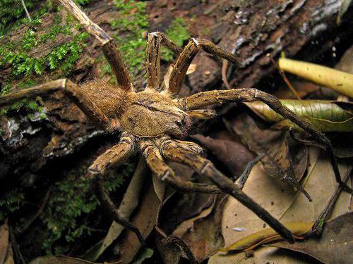 the most dangerous spiders in the world photo