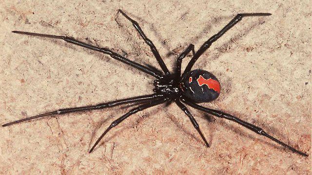 top most dangerous spiders