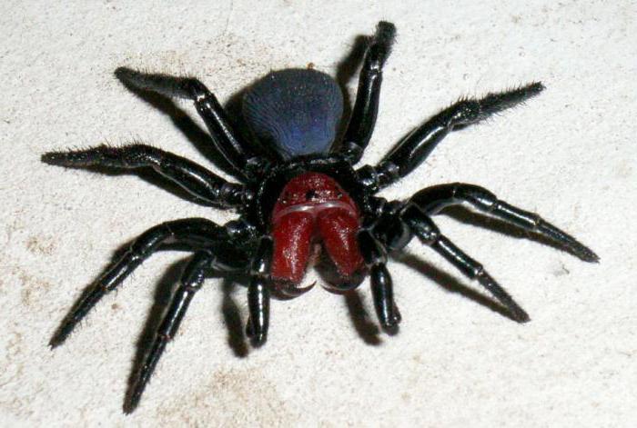 топ 10 самых опасных пауков