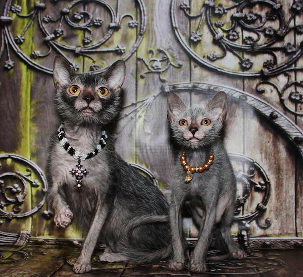 werewolf cats