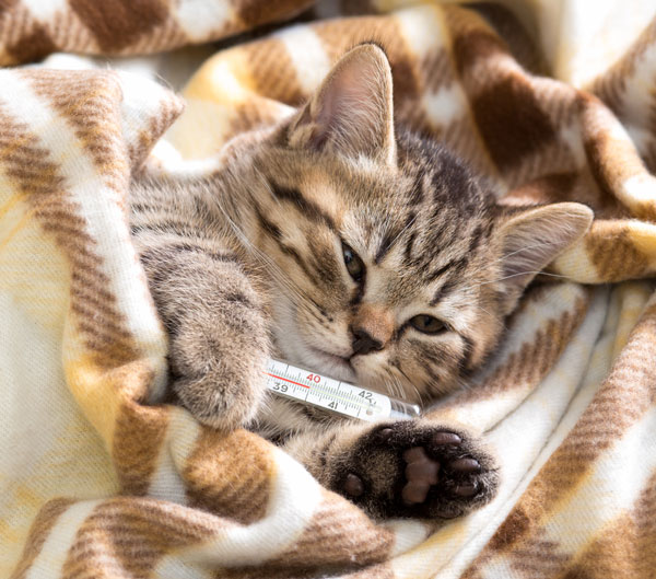 Высокая температура у кошки