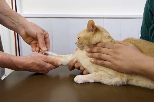 Исследование крови у кошек
