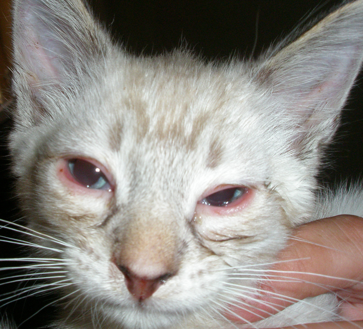 Симптомы хламидиоза у кошек