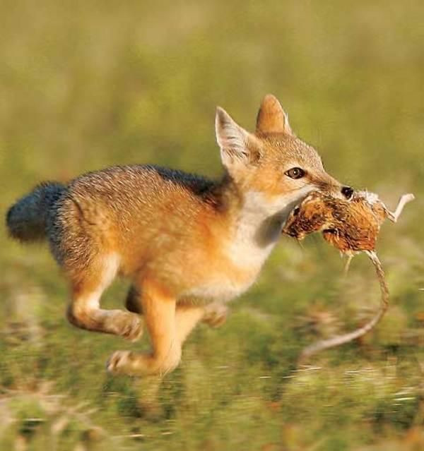 Foxes feed on rodents