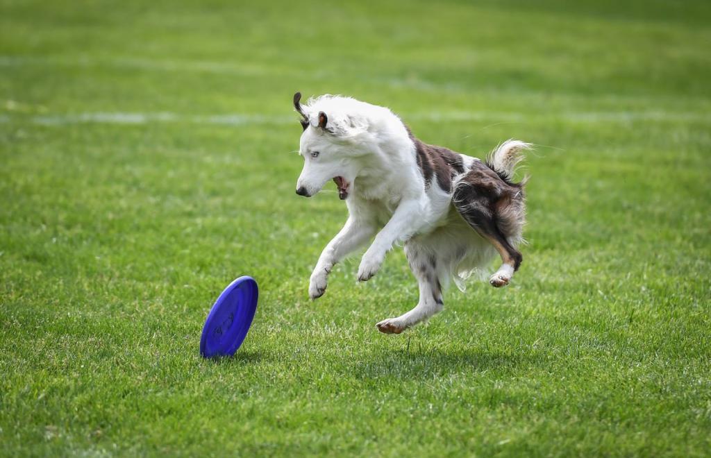 Dogs are injured during games