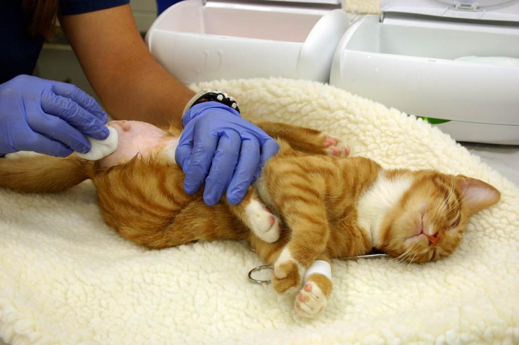 Подготовка кошки к операции