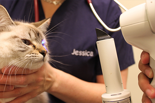 Офтальмологический осмотр кошки