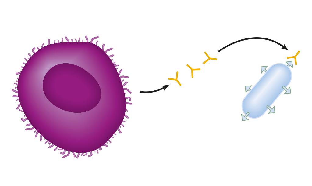 Взаимодействие антител с антигеном