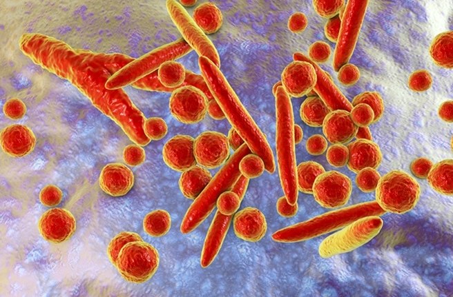 Бактерии - возбудители половых инфекций
