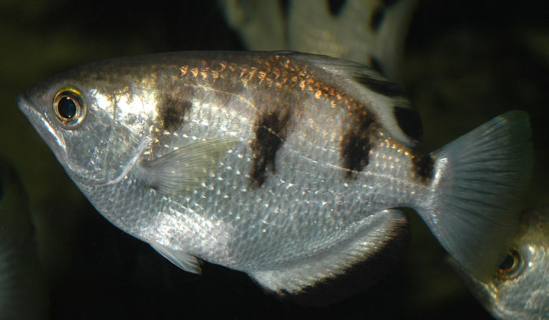 Appearance of a splashing fish