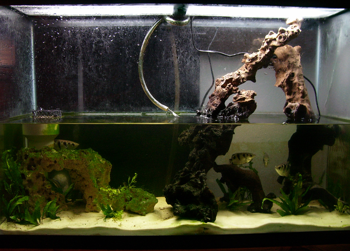 Low water aquarium