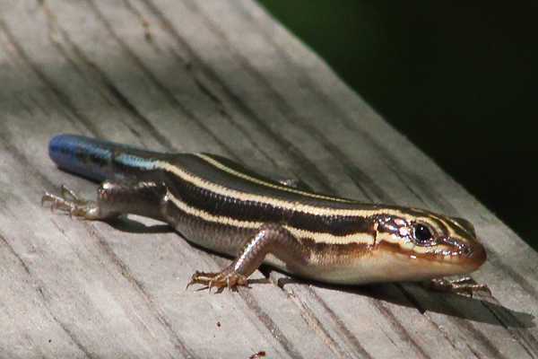 Reptiles - poikilothermic animals