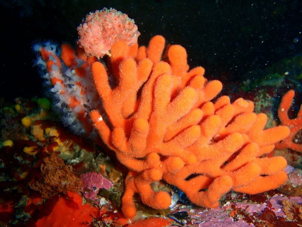 Sea sponge - bottom dweller