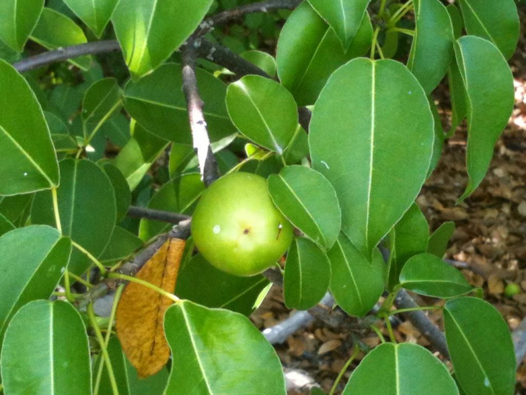 Fruits and leaves of mancinella