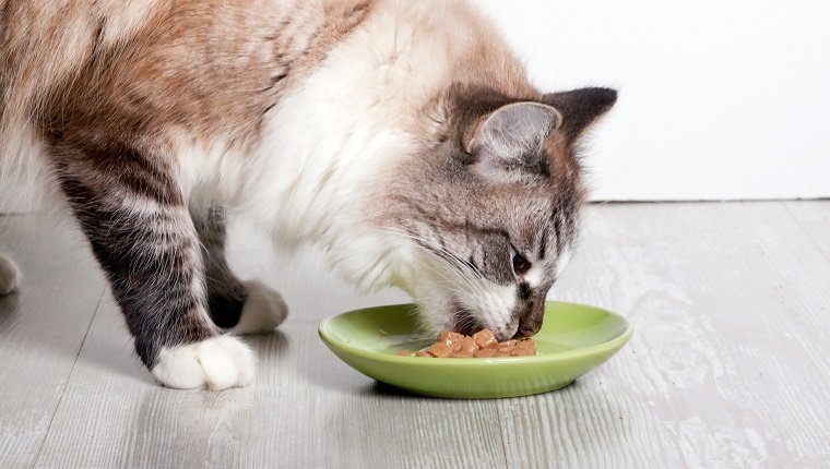 Кошка с аппетитом ест корм