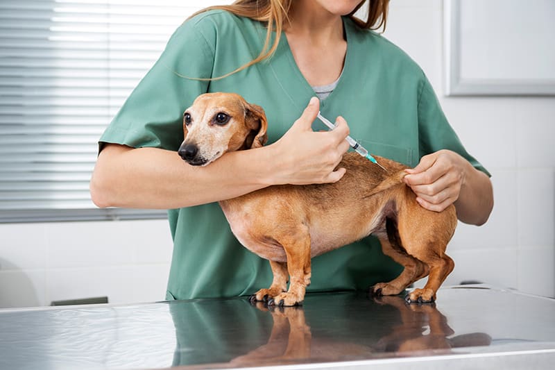 Вакцинация собаки от грибка
