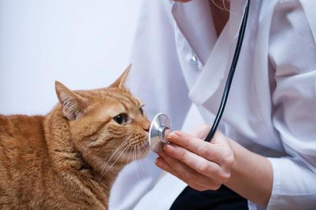 Кот на обследовании в клинике