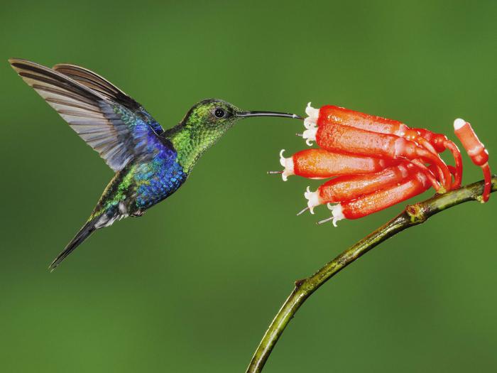 how much is a hummingbird bird