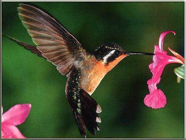 the smallest hummingbird bird weighs 20 g