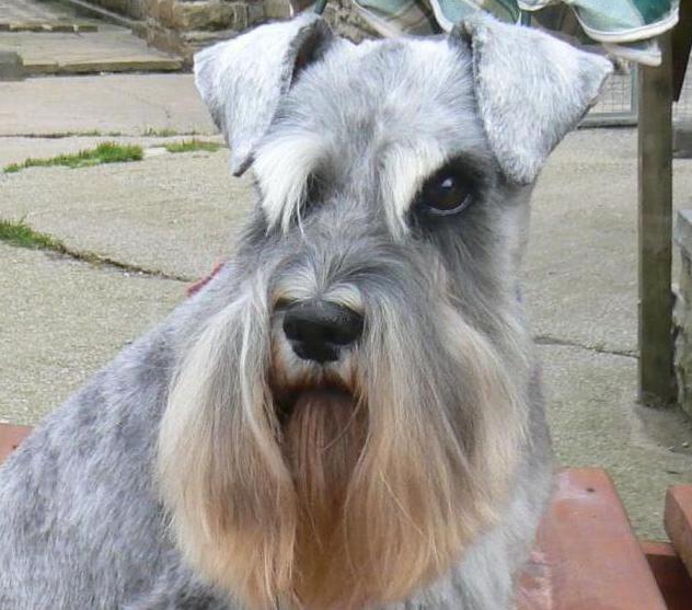 miniature schnauzer clipper