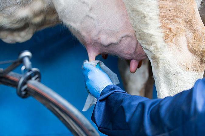 лечение мастита у коров антибиотиками