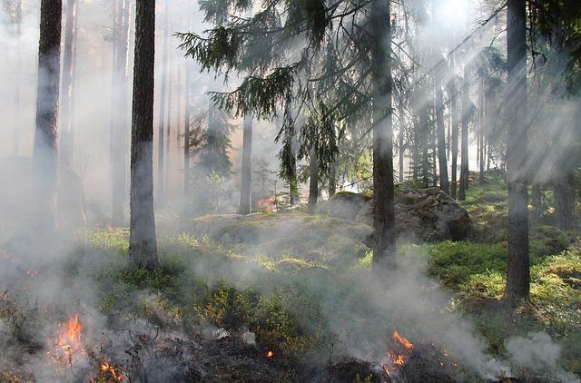 классификация природной пожарной опасности лесов