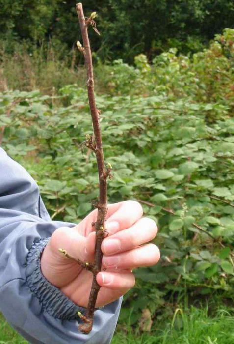 where to plant currants