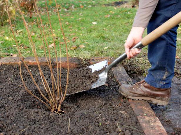 planting currant seedlings