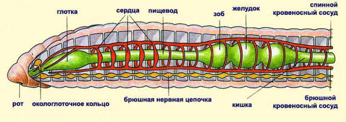  общая характеристика кольчатых червей кратко 