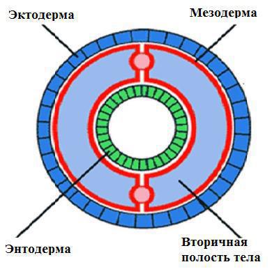 общая характеристика кольчатых червей 7 класс кратко